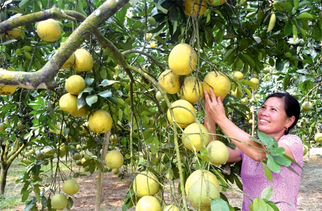 Bưởi dự kiến ​​sẽ là loại trái cây tươi thứ 7 của Việt Nam được xuất khẩu vào thị trường Mỹ.