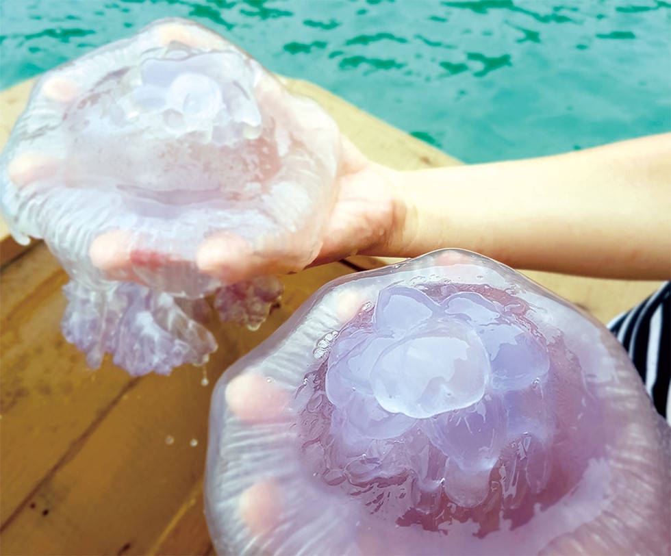 Việt Nam có trữ lượng sứa biển rất lớn