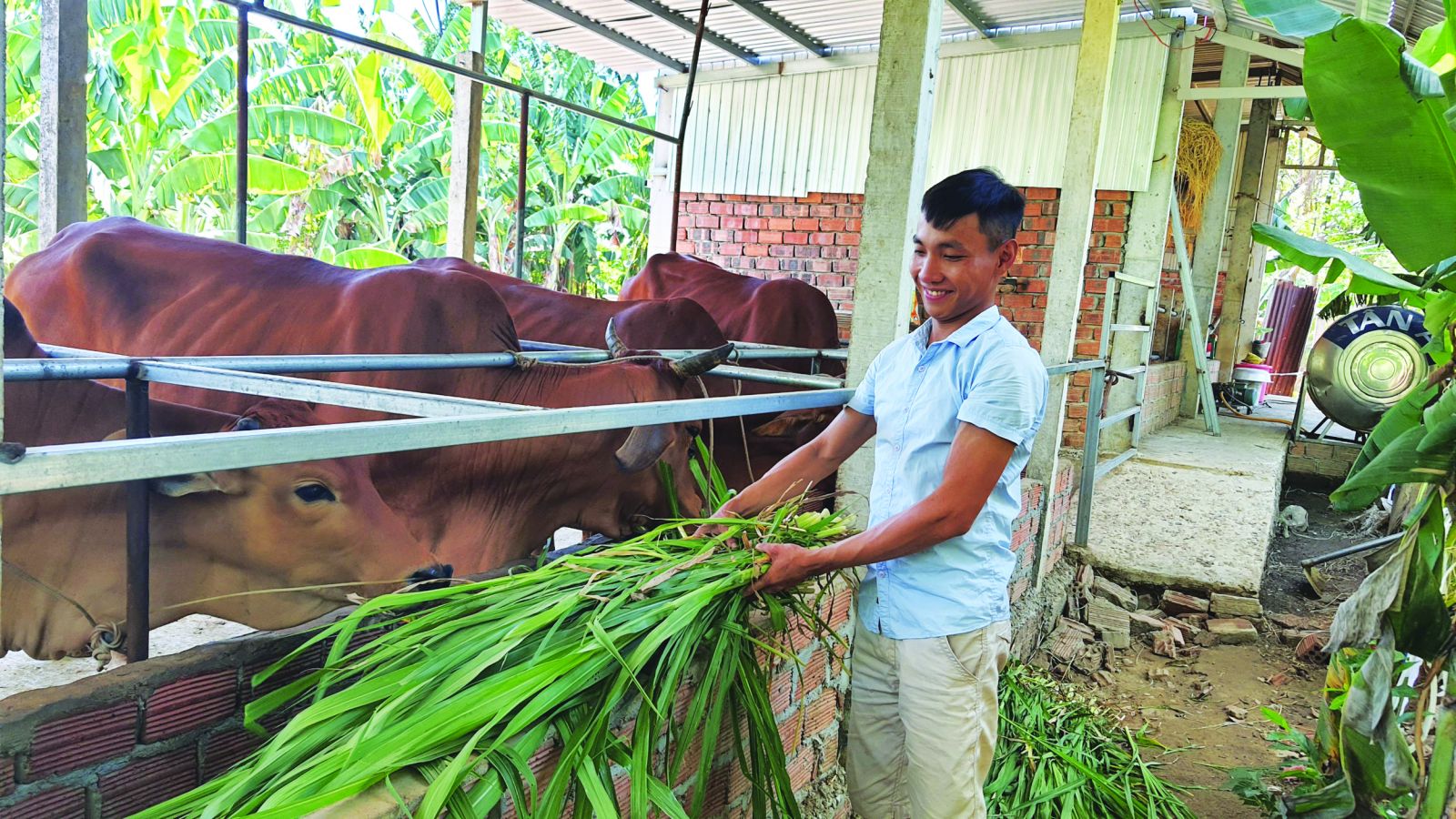 Khoa giáo Kỹ thuật trồng cỏ voi  Đài Phát Thanh và Truyền Hình Thái Bình