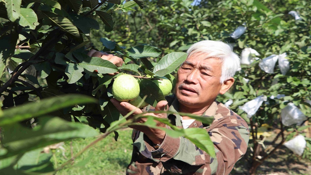 Mô hình trồng ổi lê Đài Loan trên đất Vũ Quang đang mang lại hiệu quả cho người dân