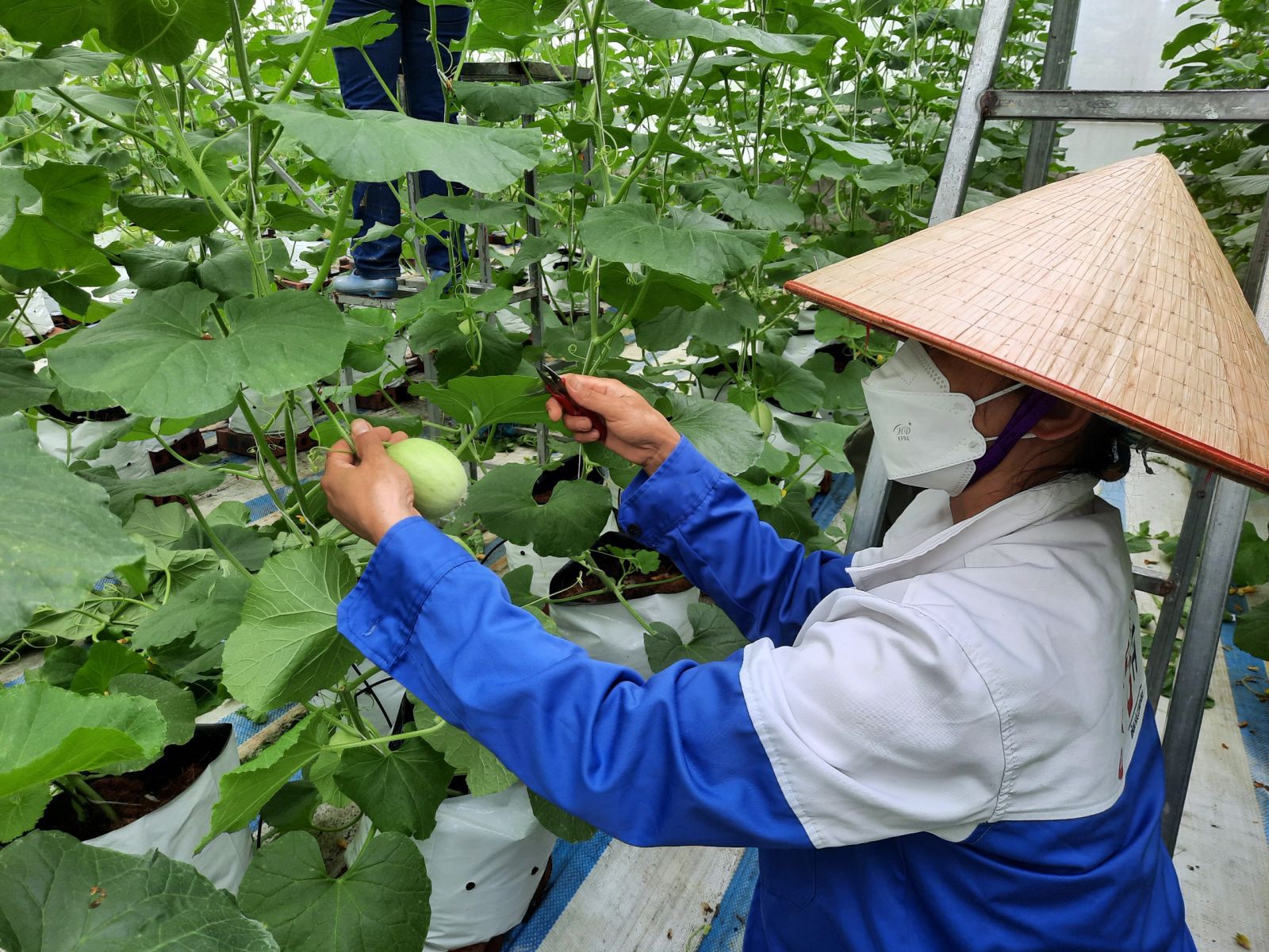 Chuyển đổi số nông nghiệp Mô hình Quảng Ninh