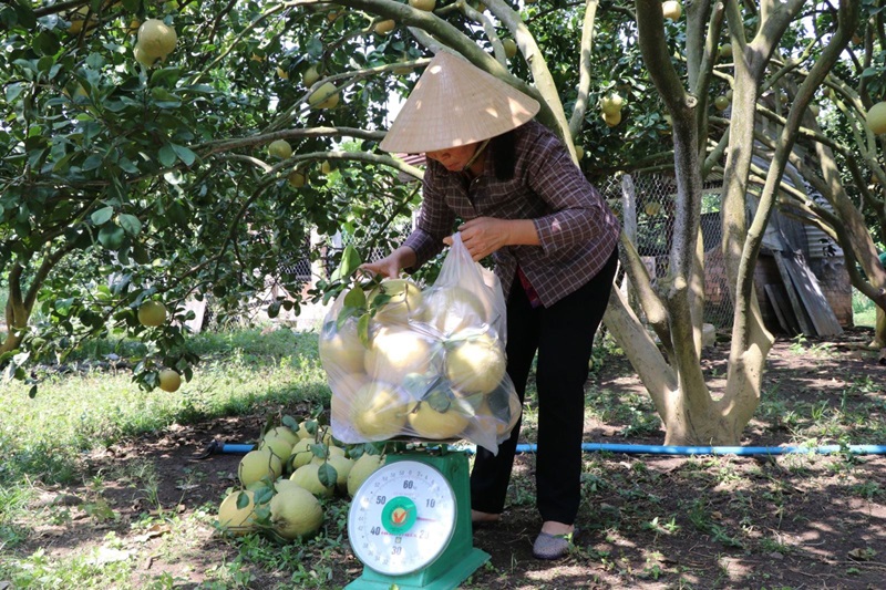 Đồng Nai chú trọng xây dựng thương hiệu cho nông sản hữu cơ, tạo uy tín và giá trị gia tăng cho sản phẩm