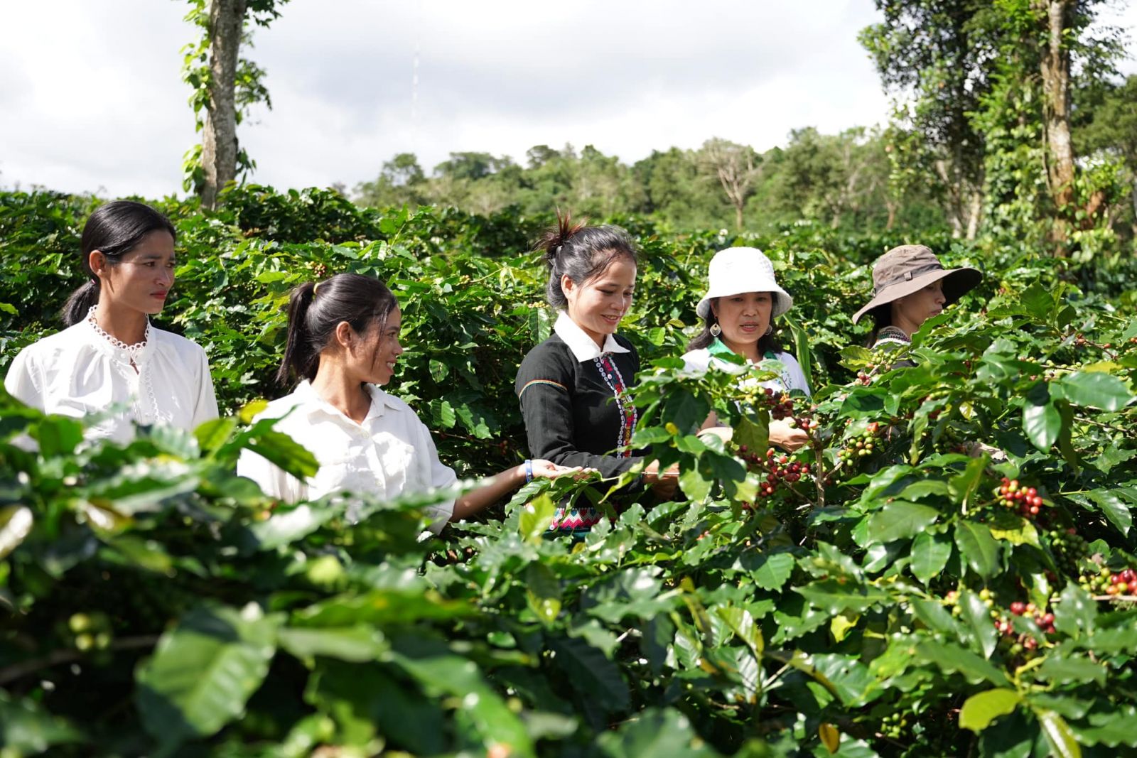 Hiện cà phê của tỉnh Quảng Trị đã có nhiều thương hiệu nổi tiếng được chứng nhận OCOP
