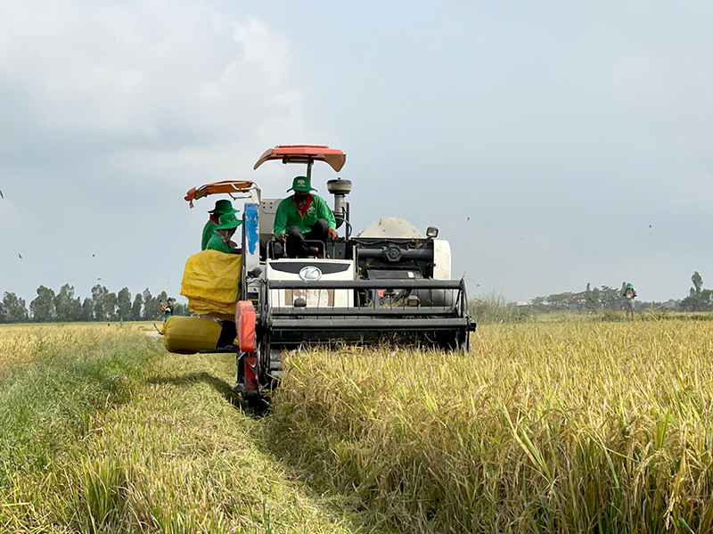 Sản xuất lúa hữu cơ tại Hợp tác xã Dịch vụ nông nghiệp Phú Thọ (xã An Long, huyện Tam Nông)