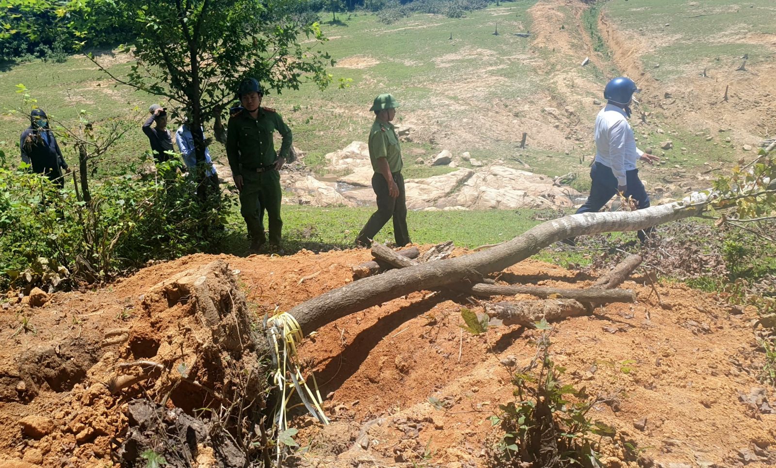 cay sau sau bị bung ha