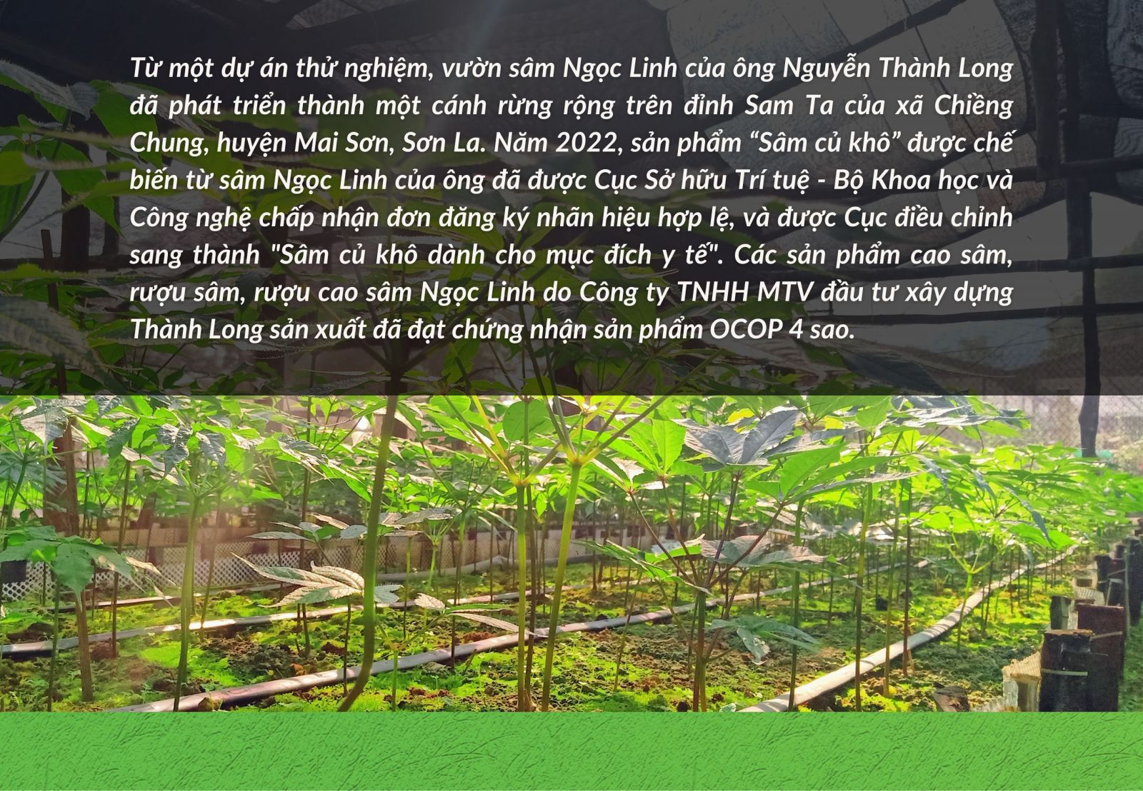 sam ngoc linh thanh cong 10