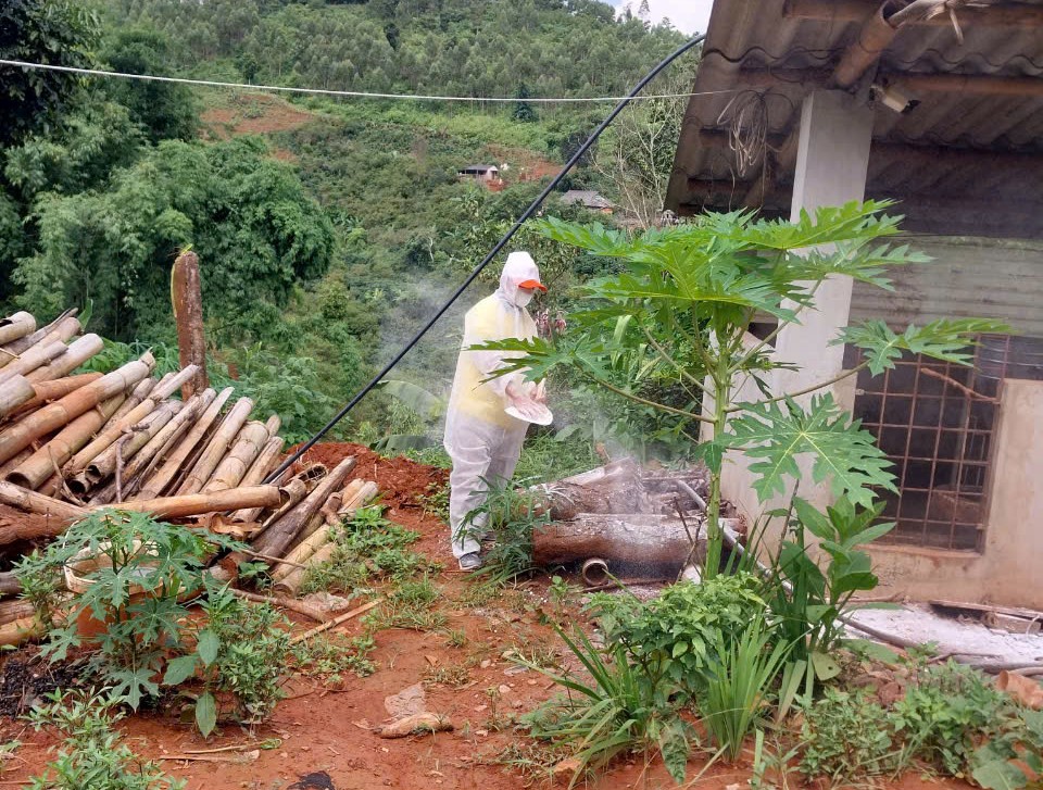 dịch tả lợn châu phi 1