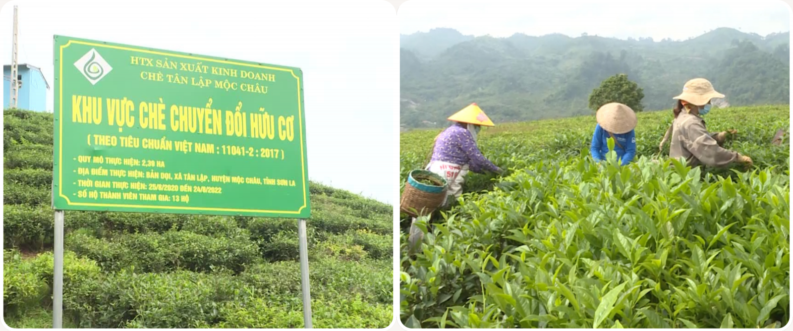 nông nghiệp Mộc Châu 5