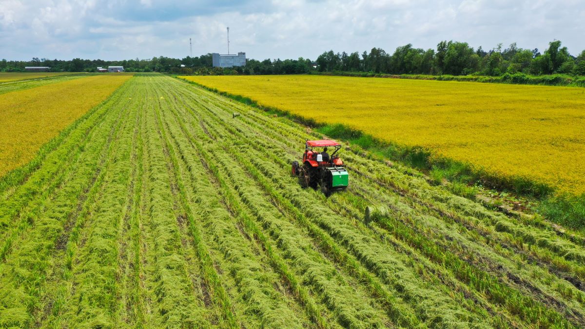 12 tỉnh, thành vùng Đồng bằng sông Cửu Long tham gia Đề án phát triển 1 triệu ha lúa chất lượng cao, phát thải thấp.