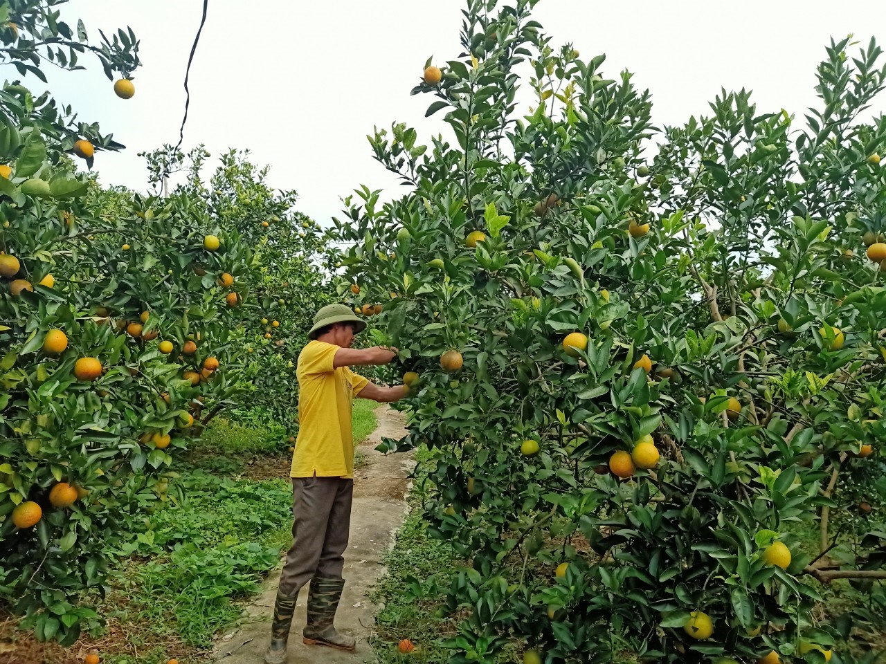 Nông dân Hòa Bình năng động làm giàu từ kinh tế tập thể