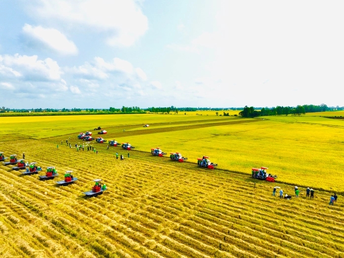 Lúa hữu cơ, hướng đi bền vững cho nông nghiệp Đồng Tháp