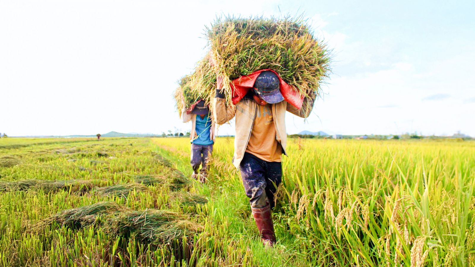 Tăng trưởng toàn ngành nông nghiệp tỉnh 9 tháng đầu năm 2024 thấp hơn so với cùng kỳ 3 năm trước đó