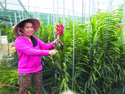 Nông dân Đà Nẵng thành công trong trồng lan Mokara  VOVVN