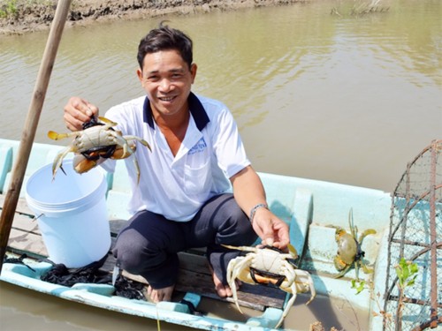 Nông dân Cà Mau thu nhập khá nhờ nuôi xen cua biển trong vuông tôm